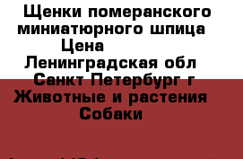 Щенки померанского миниатюрного шпица › Цена ­ 50 000 - Ленинградская обл., Санкт-Петербург г. Животные и растения » Собаки   